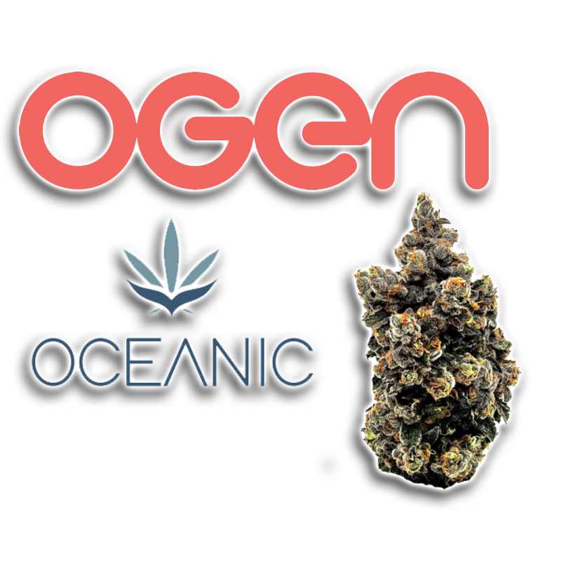 Bacio Punch 3.5g Dried Flower (OGEN x OCEANIC) – Eighth (3.5g)